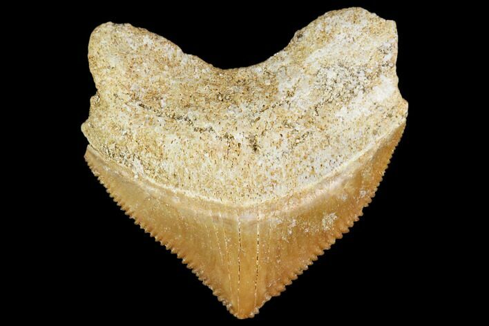 Fossil Crow Shark (Squalicorax) Tooth- Morocco #110067